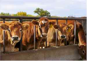 cattle_lineup.jpg
